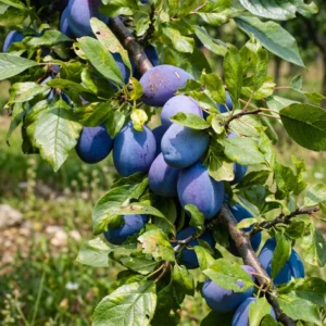 quetsche-italie-pruniers-arbres-fruitiers-la-pepiniere-du-valauga-morbihan Prunier Quetsche d'Italie