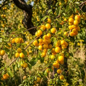 reine-claude-x-mirabelle-pruniers-arbres-fruitiers-la-pepiniere-du-valauga-morbihan Prunier Reine Claude X Mirabelle