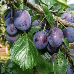 stanley-pruniers-arbres-fruitiers-la-pepiniere-du-valauga-morbihan Prunier Stanley