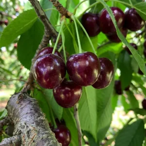 Cerisier Tardif de Vignola