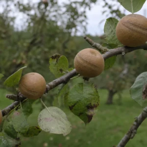 Pommier Patte de Loup