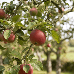 Pommier Rouget de Plouër