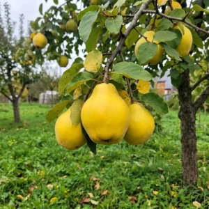 Cognassier Aromatnaya