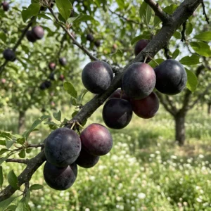 Biriccocolo Blackforest