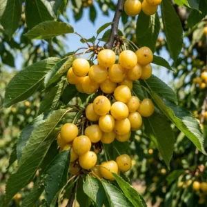Cerisier Jaune d'Harcigny