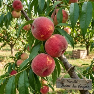 Pêcher Reine des Vergers
