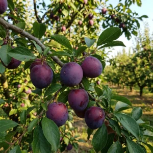 Plumcot Spring Satin